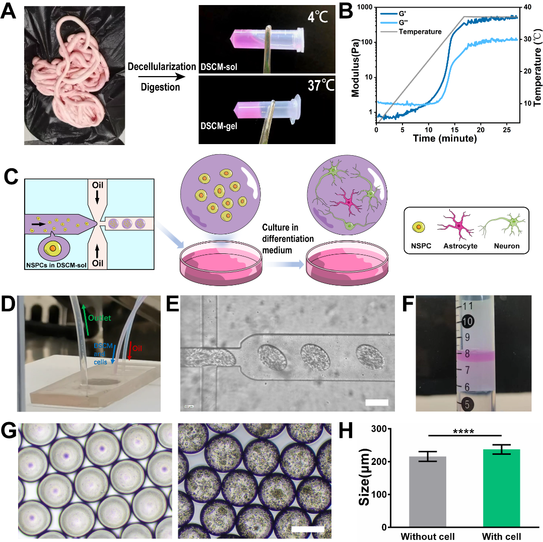 image-20240627090233-1